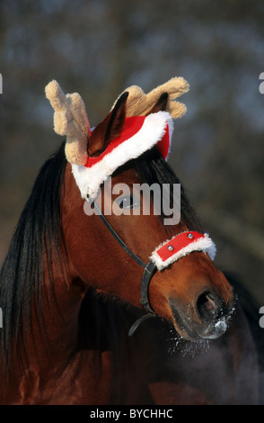 Cheval domestique (Equus ferus caballus). Portrait de l'wearing Reindeer pac. Banque D'Images