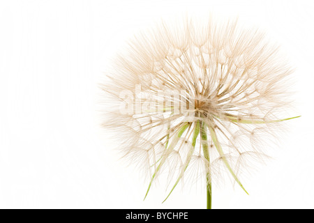 Le pissenlit close up isolé sur fond blanc Banque D'Images