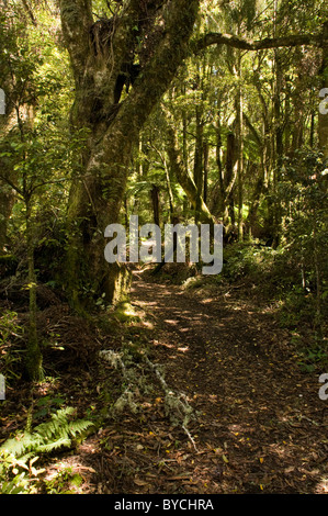 Cours d'eau limitrophes Scenic Reserve est l'un des très rares forêts naturelles qui restent dans la baie d'Hawke Banque D'Images