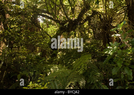 Cours d'eau limitrophes Scenic Reserve est l'un des très rares forêts naturelles qui restent dans la baie d'Hawke Banque D'Images