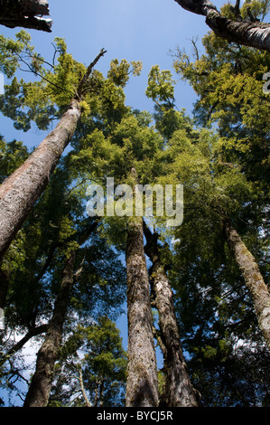 Cours d'eau limitrophes Scenic Reserve est l'un des rares forêts Rimu naturelles restant dans Hawke's Bay Banque D'Images