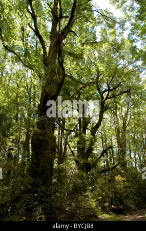 Cours d'eau limitrophes Scenic Reserve est l'un des très rares forêts naturelles qui restent dans la baie d'Hawke Banque D'Images