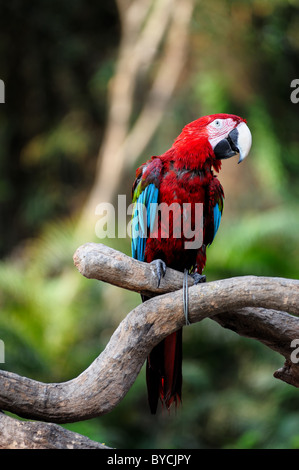 Oiseau perroquet debout sur la branche d'arbre Banque D'Images