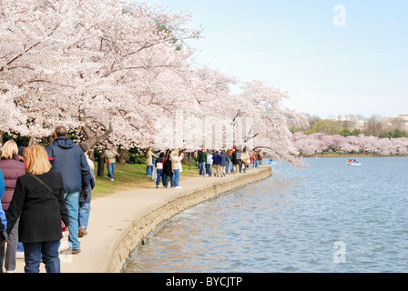 Cherry Blossom Festival à Washington, DC, USA. Des excursions à pied le long du bassin de marée où des centaines de cerisiers sont en fleurs. Banque D'Images