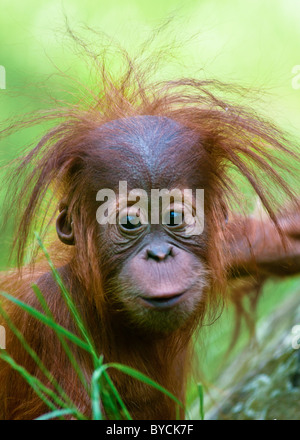 Mignon bébé orang-outan (Pongo pygmaeus), jusqu'à fermer les yeux.