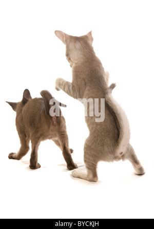 Deux chatons tonkinois jouant portrait studio Banque D'Images