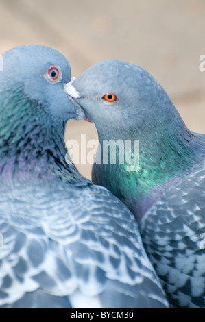 Pigeon / le pigeon biset (Columba livia) Banque D'Images