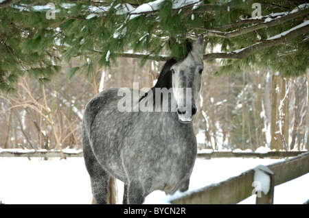 Croix frison hongre arabe abris sous couvert de neige arbre pin Banque D'Images