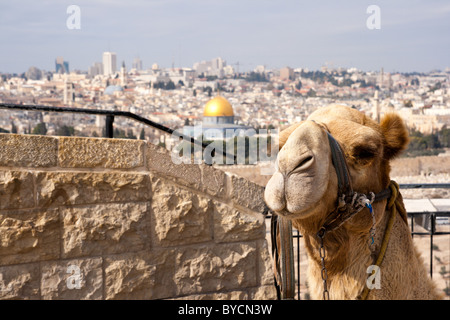 Camel sur le Mont des Oliviers en face de la Coupole du Rocher à Jérusalem. Israël Banque D'Images