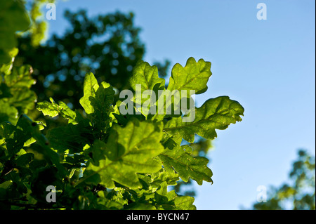 Feuilles de chêne rétroéclairées vues contre un ciel bleu. Banque D'Images