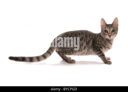 Silver Blue Snow spotted Bengal Portrait Séance Studio Banque D'Images