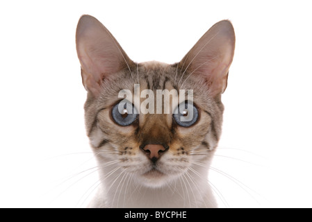 Blue Eyed snow spotted Bengal chat adulte Portrait Studio Banque D'Images