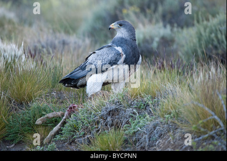 Black-chested-eagle Buzzard (Geranoaetus melanoleucus) juvenile sur cinq ans avec le lièvre de la route au nord de El Calafate Banque D'Images