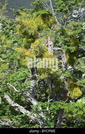 Farolito Chino, faux gui (Misodendrum punctulatum) se développe et fleurs à l'arbre Nothofagus au nord d'El Calafate Argentine Banque D'Images