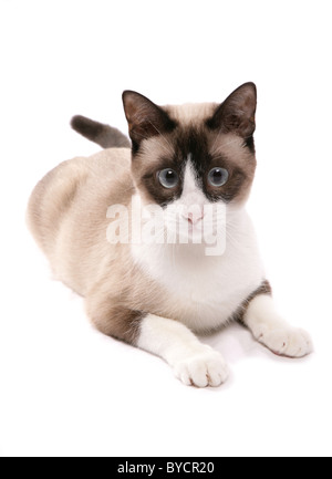 Le chat adulte portant Studio portrait Banque D'Images