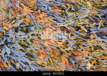 Frondes colorées et noué de fucus vésiculeux algues sur une plage de Cornouailles Banque D'Images