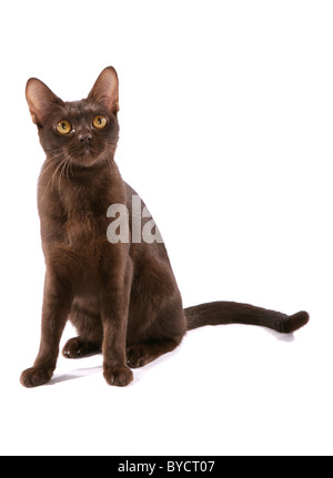 Asian brown adult cat Studio Portrait Banque D'Images