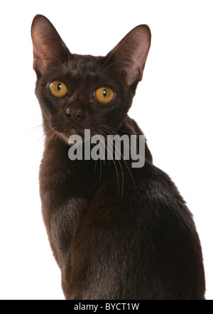 Asian brown adult cat Studio Portrait Banque D'Images