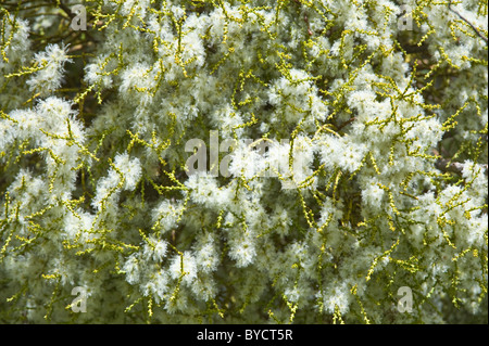 Farolito Chino, faux gui (Misodendrum punctulatum) se développe et fleurs à l'arbre Nothofagus au nord d'El Calafate Argentine Banque D'Images