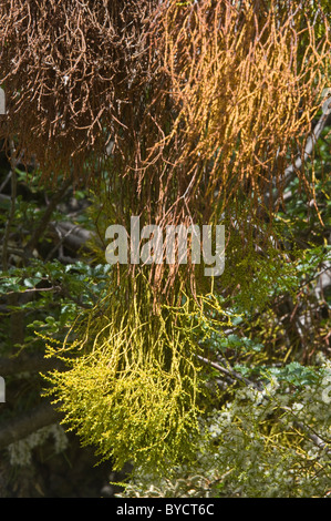 Farolito Chino, faux gui (Misodendrum punctulatum) se développe et fleurs à l'arbre Nothofagus au nord d'El Calafate Argentine Banque D'Images