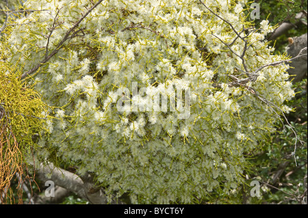 Farolito Chino, faux gui (Misodendrum punctulatum) se développe et fleurs à l'arbre Nothofagus au nord d'El Calafate Argentine Banque D'Images