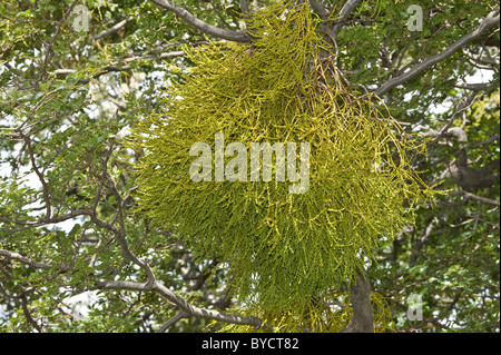 Farolito Chino, faux gui (Misodendrum punctulatum) se développe et fleurs à l'arbre Nothofagus Banque D'Images