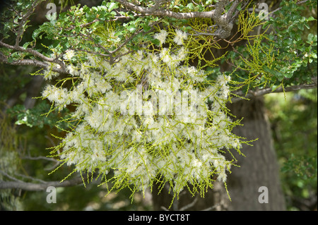 Farolito Chino, faux gui (Misodendrum punctulatum) fleurs d'arbre Nothofagus au nord d'El Calafate Santa Cruz Province AR Banque D'Images