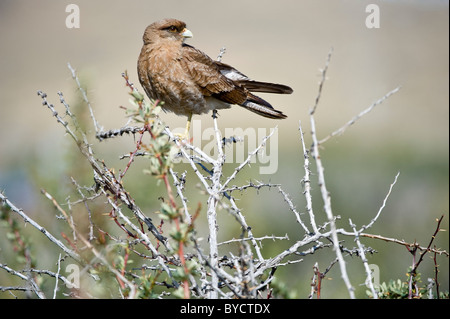 (Milvago Chimango Caracara chimango) perché sur bush la Réserve Naturelle Laguna Nimez El Calafate Santa cruz Argentine Amérique du Sud Banque D'Images