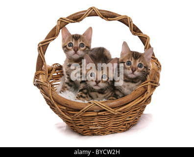 Brown spotted bengal chats dans un panier portrait Studio Banque D'Images