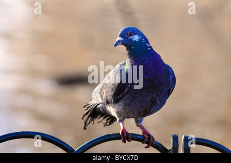 Séance de clôture à Pigeon Banque D'Images