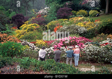 Les visiteurs admirer les Rhododendrons et azalées à Leonardslee Gardens Banque D'Images