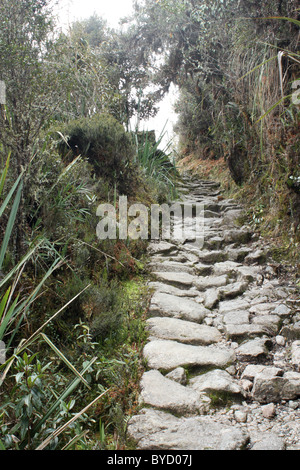 De l'Inca en passant par la forêt de nuages Banque D'Images