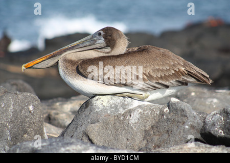 Pelican sur Islote Mosquera dans les îles Galapagos Banque D'Images