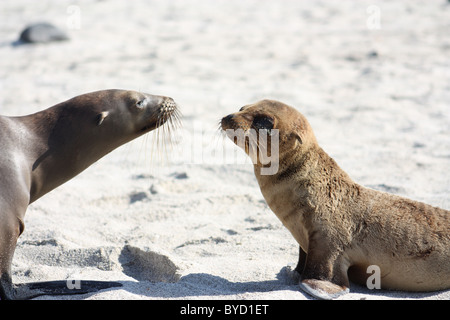 Lion sur Mer Islote Mosquera dans les îles Galapagos Banque D'Images