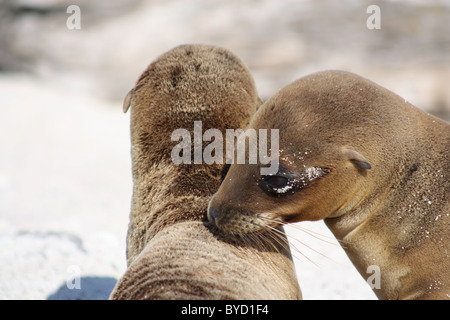 Deux petits lions de mer ensemble à Islote Mosquera dans les îles Galapagos Banque D'Images