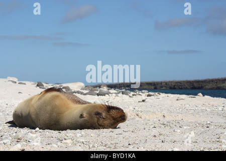 Lion sur Mer Islote Mosquera dans les îles Galapagos Banque D'Images
