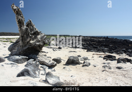 Plage de sable blanc tropicales sur Islote Mosquera dans les îles Galapagos Banque D'Images