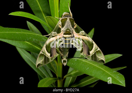 Sphynx daphnis nerii Oleander ( ) reposant sur des plantes alimentaires Banque D'Images