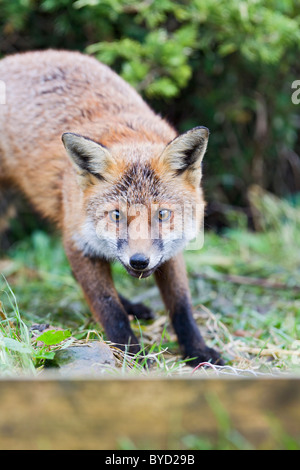 Le Renard roux Vulpes vulpes ( ) dans le jardin arrière Banque D'Images