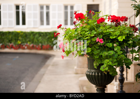 Pot de fleurs avec des plantes à Paris en plein air Pelargonium Banque D'Images