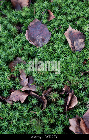 Terrain boisé avec la verdure des feuilles Banque D'Images