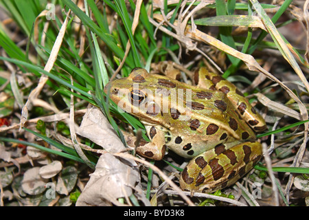 Grenouille léopard (Rana pipiens) Banque D'Images