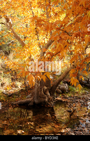 Les feuilles changent de couleurs à l'automne dans la région de Gardner Canyon, les montagnes de Santa Rita, Coronado National Forest, désert de Sonora, en Arizona, USA. Banque D'Images