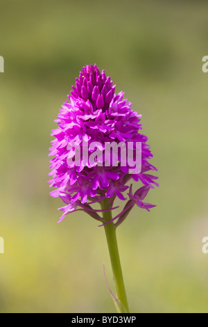 Anacamptis pyramidalis orchidée pyramidale ( ) un chef unique Banque D'Images