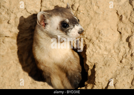 Stock photo d'un black-footed ferret sauvage sur le site de son terrier. Le furet a été libéré dans le cadre d'un effort de réintroduction. Banque D'Images