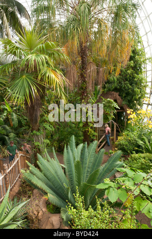 L'Oklahoma, Oklahoma City, Myriad Botanical Gardens et Conservatoire Tropical Crystal Bridge, plantes tropicales d'Intérieur Banque D'Images