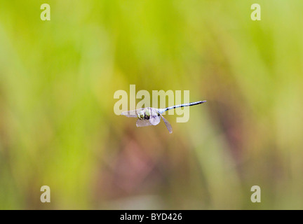 L'Empereur libellule Anax imperator mâle ( ) en vol Banque D'Images