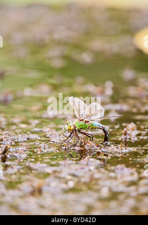 Libellule Anax imperator empereur ( ) en ponte femelle Banque D'Images