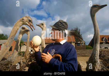 Agriculteur d'Autruche Robert Bailey, avec certains de ses oiseaux élevés en soi et l'un des oeufs géant sur sa ferme près de Chepstow, au Pays de Galles. Banque D'Images