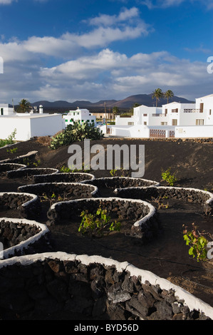 La culture de la vigne dans un champ de lave à Yaiza, Lanzarote, Canary Islands, Spain, Europe Banque D'Images